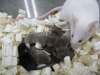 Space mice snuggle with their Earth-bound mother.