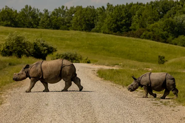 Rhino and her baby thumbnail