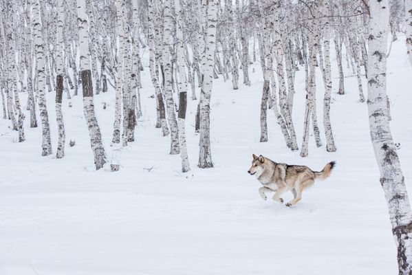 Running wolf in the Snowy Forest thumbnail