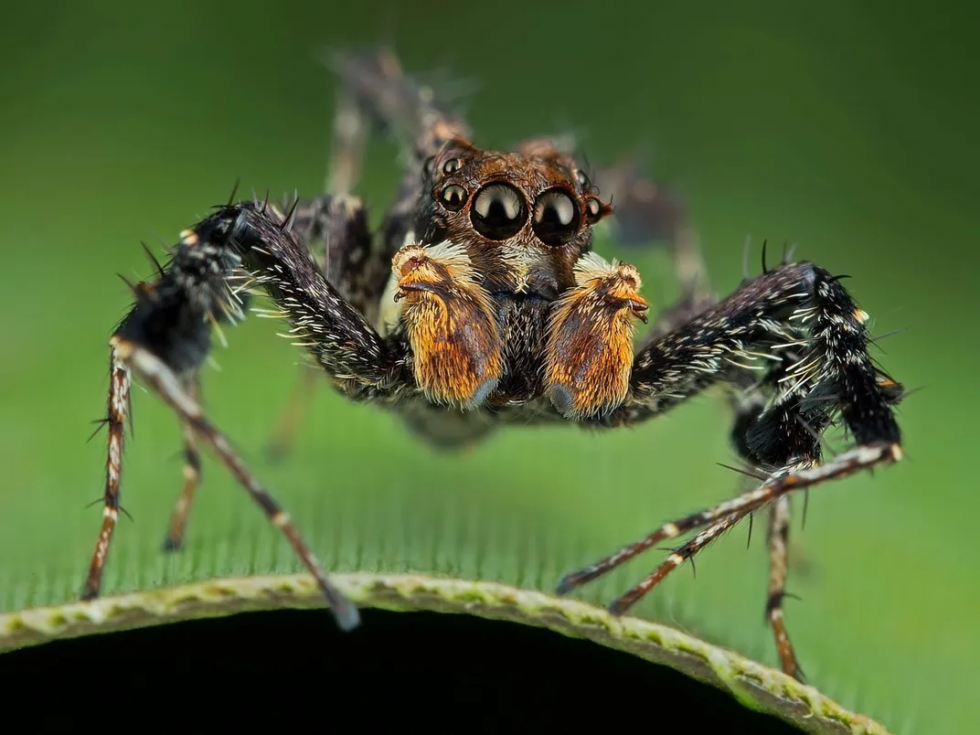 Fourteen Ways That Spiders Use Their Silk Science Smithsonian Magazine