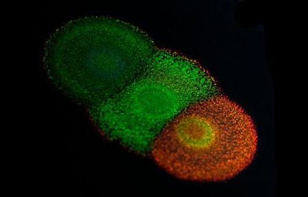 The team's work with flavobacterium could lead to the creation of biodegradable, non-toxic paints in all the colors of nature