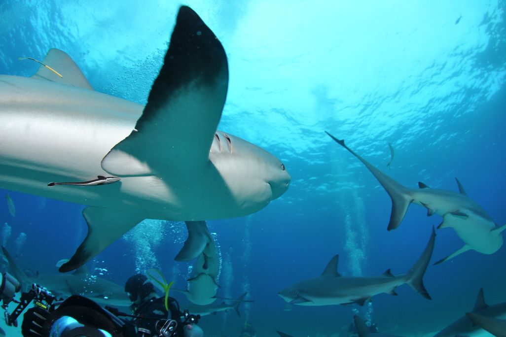 Sharks in Bahamas