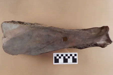 Researchers unearthed this bison-bone hoe in Manitoba, Canada.