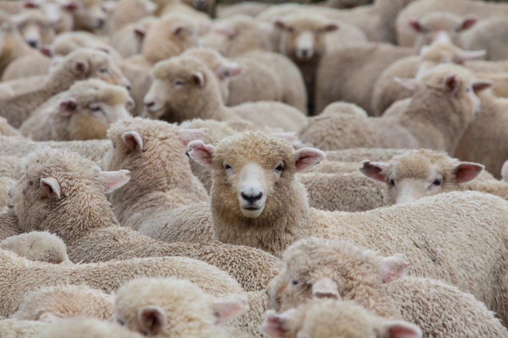 wool.jpg
