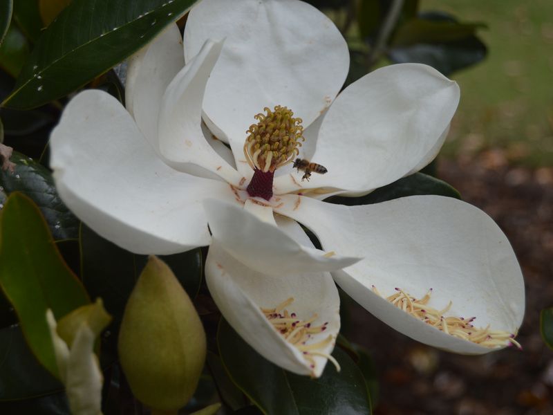 Bee & Magnolia Smithsonian Photo Contest Smithsonian Magazine