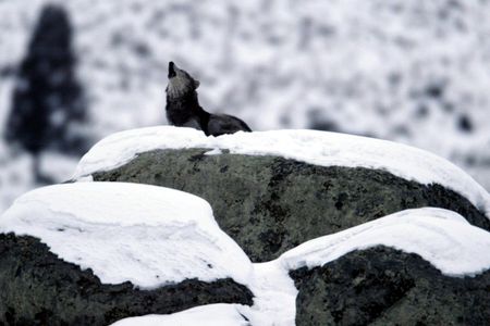All dogs with the genetic signature A2b descended from the same Siberian canines roughly 23,000 years ago