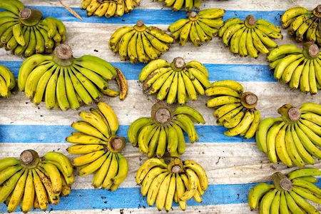Bananas (non-GM) at market in Vietnam  