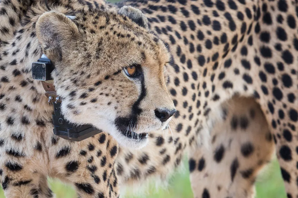 Close-up of cheetah