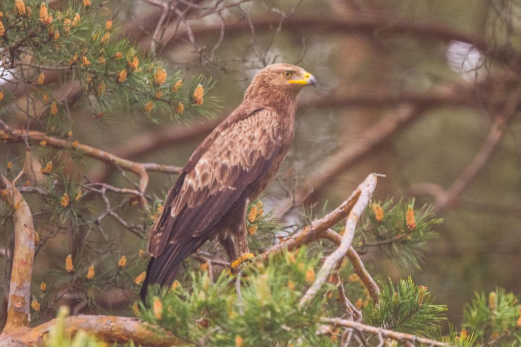 Lesser spotted eagle