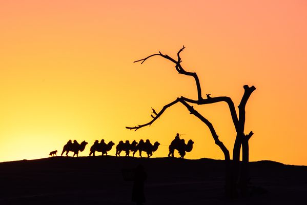 Camels in the desert thumbnail