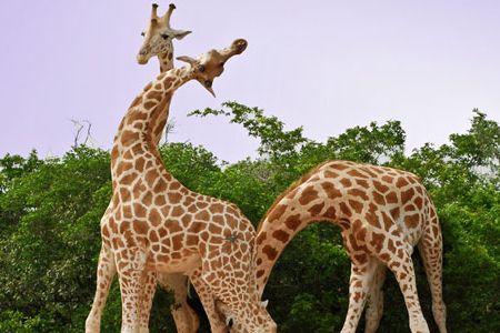 Some biologist suggest that the emergence of the long neck on a giraffe was driven more by sexual success: males with longer necks won more battles, mated more often and passed on the advantage to future generations.
