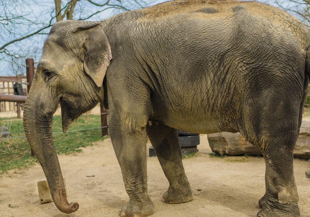 Asian elephant standing in a sandy patch at an outdoor zoo exhibit
