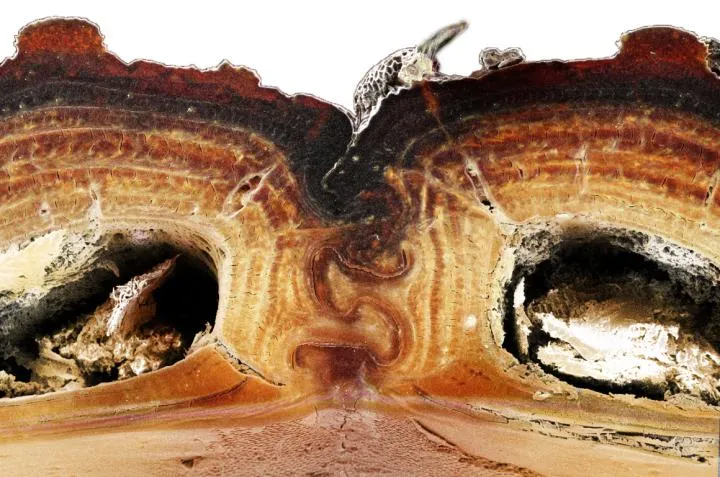 A slice of the beetle's exoskeleton shows internal layers