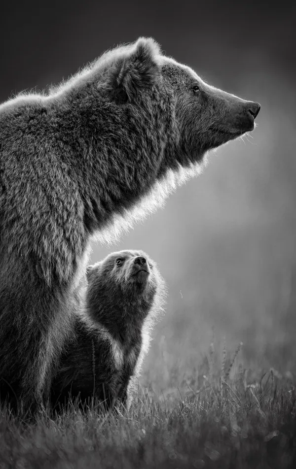 My hero: A bear cub looks up at its mother in hero worship thumbnail