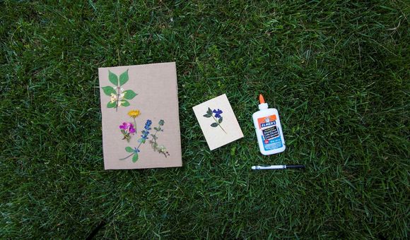 Pressed flowers can be used in journals, plant identification booklets and other projects. (Erika Gardner, Smithsonian Institution)