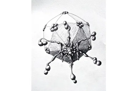 Bordetella phage BPP-1.