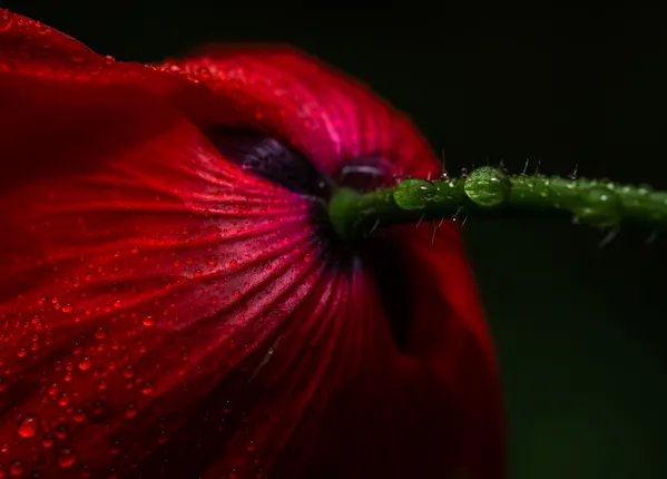 Poppy After the Rain thumbnail