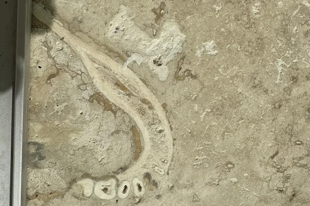Piece of jawbone in tile