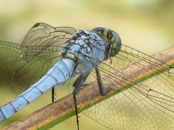 A dragonfly in Tennessee thumbnail