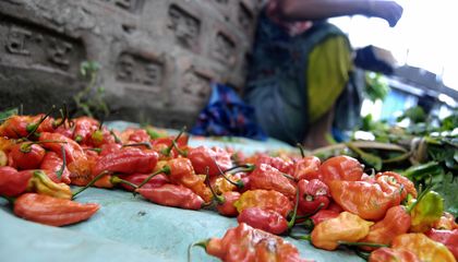 Why Do Some Humans Love Chili Peppers?