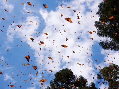 Monarch Butterflies, Sierra Chincua Butterfly Sanctuary, Angangueo, Michoacan, Mexico