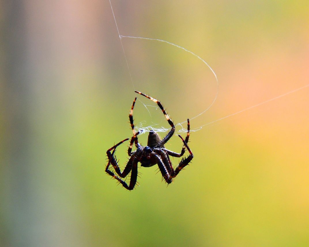 spider on silk | Smithsonian Photo Contest | Smithsonian Magazine