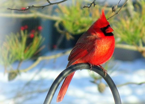 Red Cardinal in Backyard thumbnail