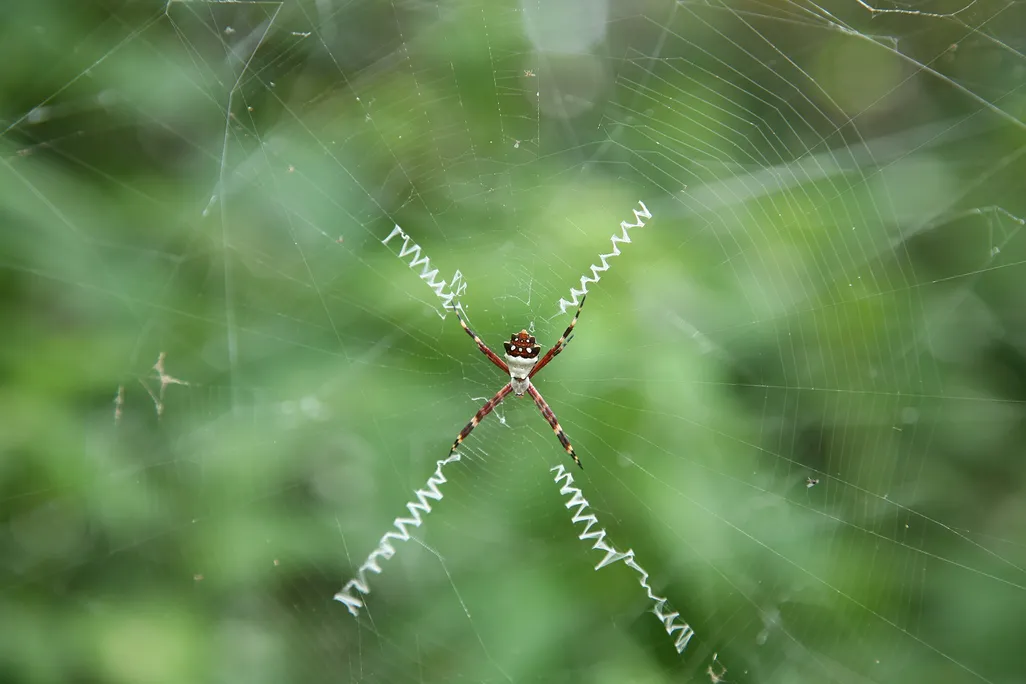 A silver Argiope spider in a spiderweb with X-shaped stabilimenta