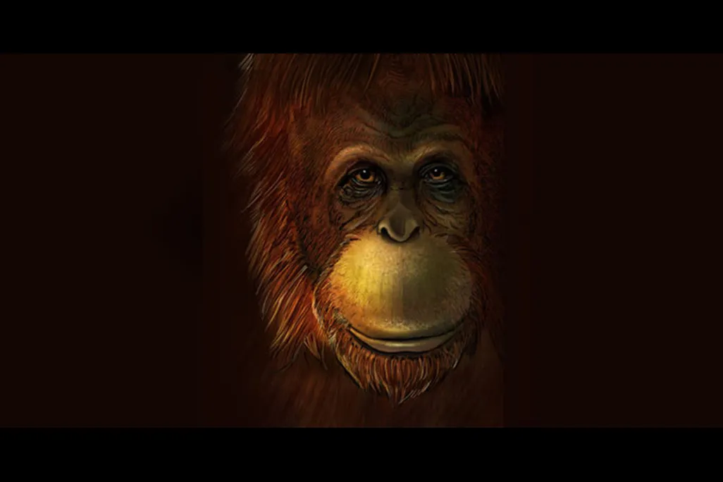 Gigantopithecus