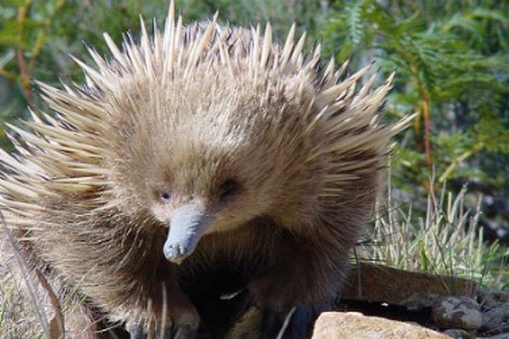 A young echidna in Coles Bay, Australia