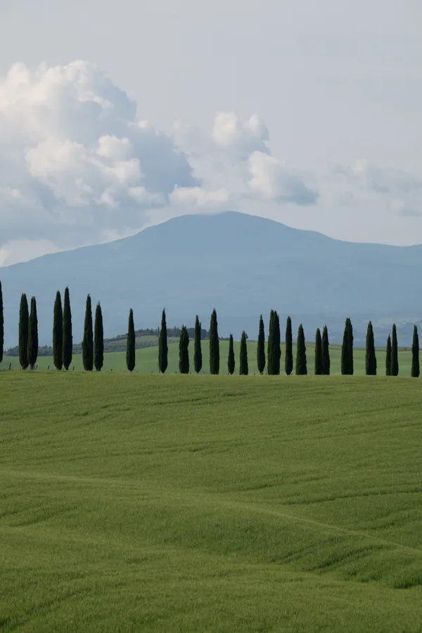 Grass Blanket thumbnail