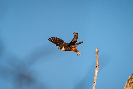 The bat falcon in Santa Ana National Wildlife Refuge in Alamo, Texas