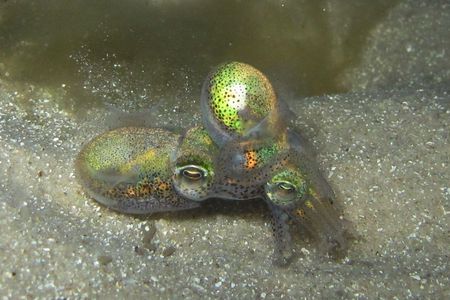 Dumpling squid don't let danger stop them from mating. 