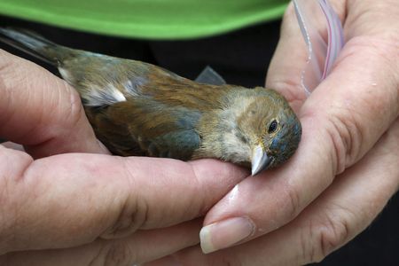 The figure comes from the number of birds spotted by volunteers with the&nbsp;Chicago Bird Collision Monitors, and it likely represents an undercount.