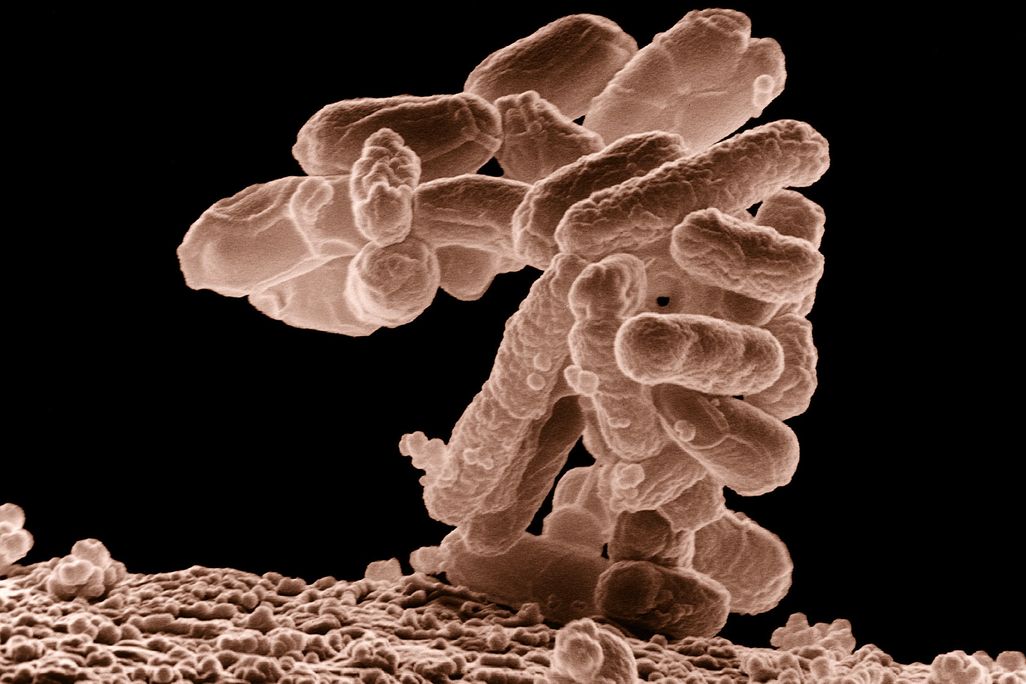 20130521013025fecal-bactria.jpg