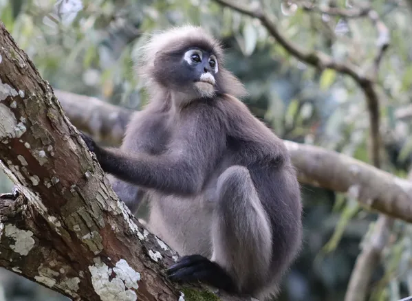 Dusky leaf monkey thumbnail