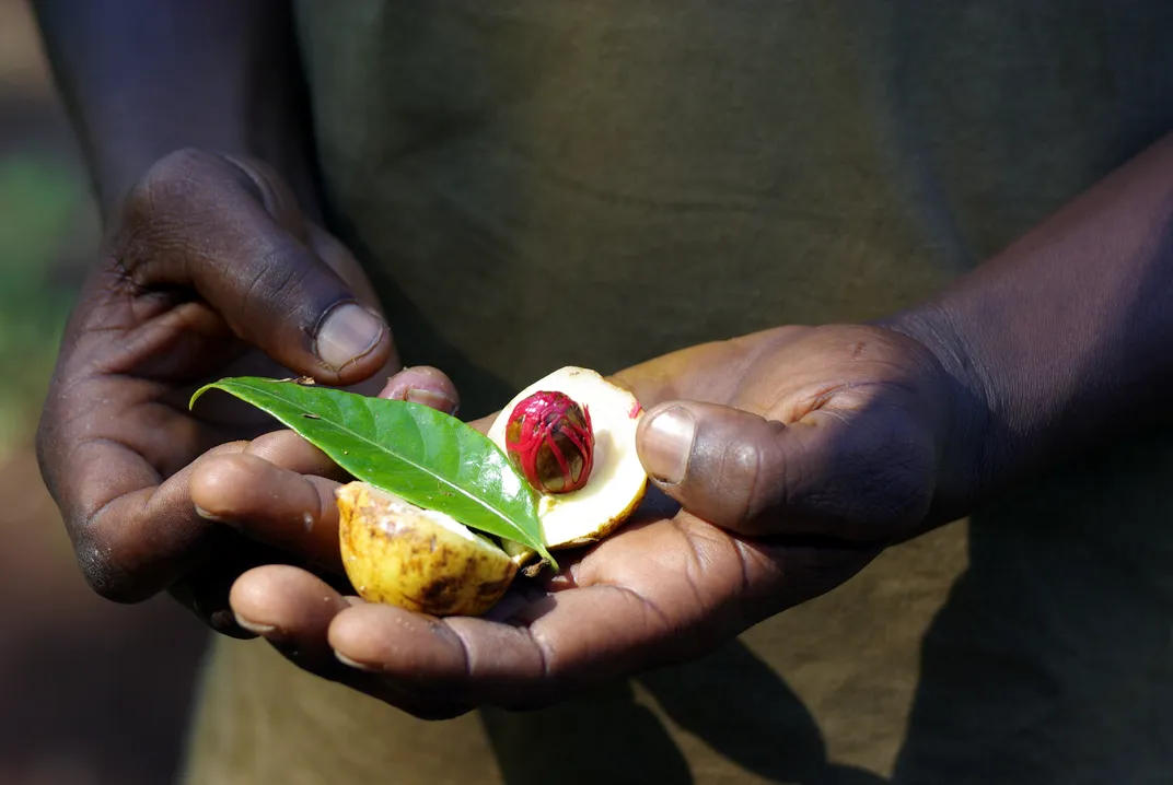 Fresh nutmeg at a spice plantation, Zanzibar