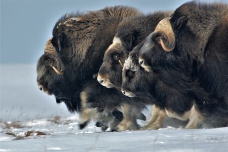 Musk ox have laid claim to this tundra for thousands of years, but today they face new threats. Joel Berger is determined to find out just what they are.
