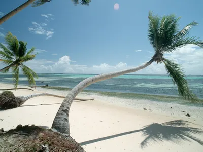 Windswept trees seem to loom over a beach on the remote island of Tarawa in Kiribati. Scientists have found that coral reefs near Tarawa record changes in Pacific trade winds.