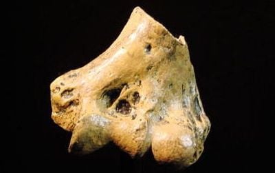 A piece of the elbow from Australopithecus anamensis found in northern Kenya.