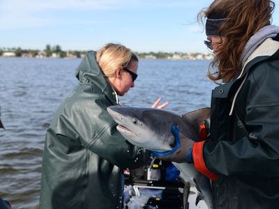 SERC interns Michelle Edwards (left) and Claire Mueller (right) get ready to release a tagged bull shark. (Credit: Jay Fleming/Smithsonian)