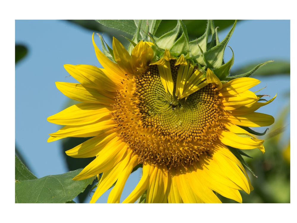 Morning Sunflower | Smithsonian Photo Contest | Smithsonian Magazine