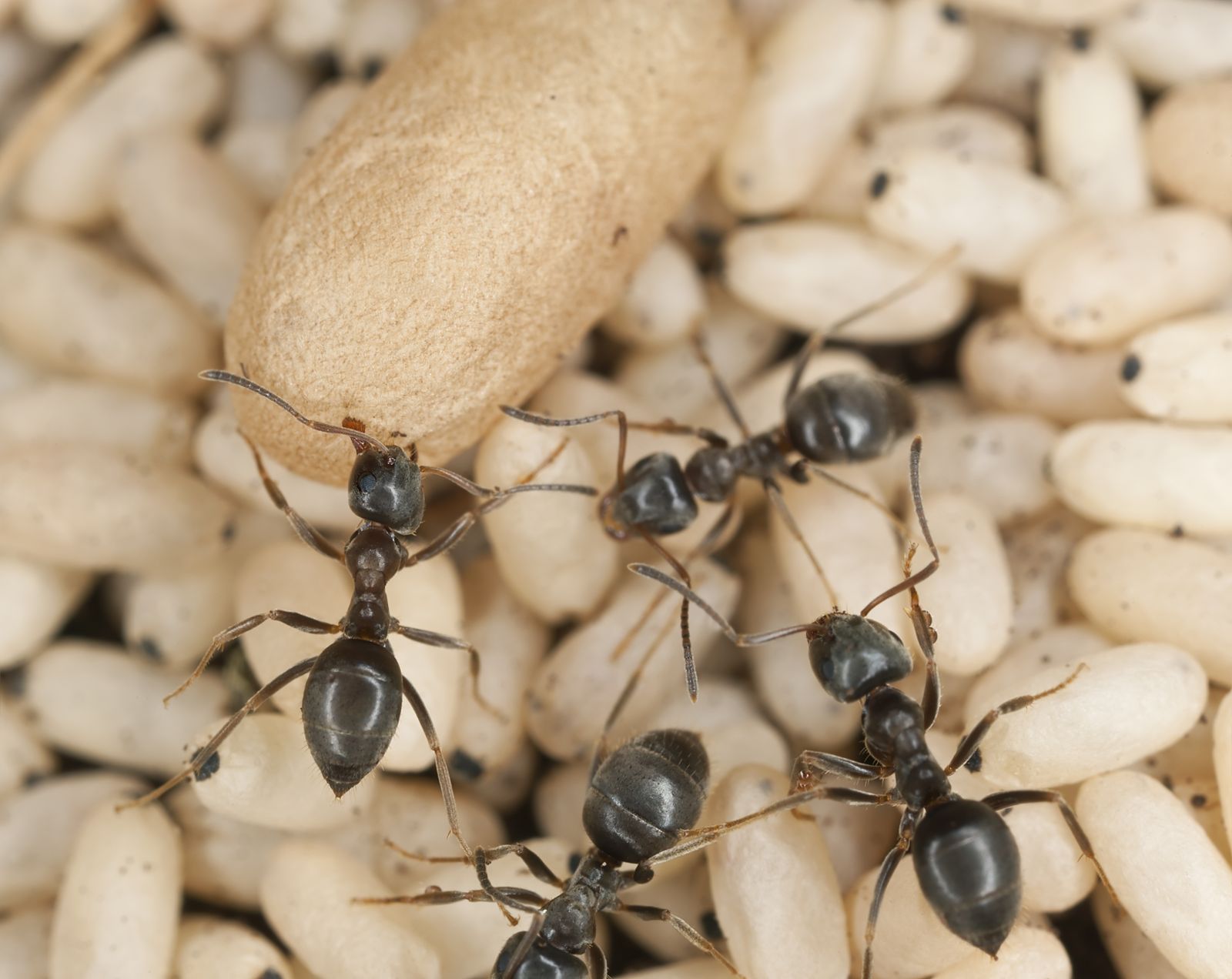 Ozone Pollution Disrupts Ant Behavior, Threatens Insect Populations