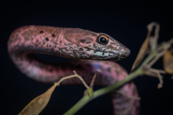 The Eye of the Coachwhip thumbnail