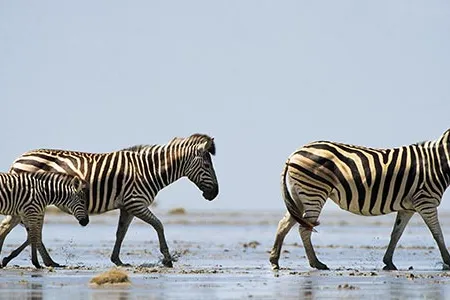 The Makgadikgadi Pans National Park is part of a rare African open wild land. The environment is so harsh that zebras have to cover a lot of ground to survive.