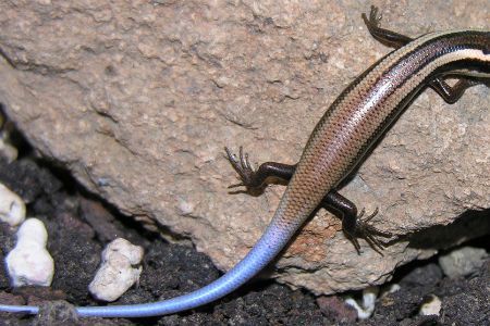 An Aguilla Bank skink, one of the 24 new species discovered