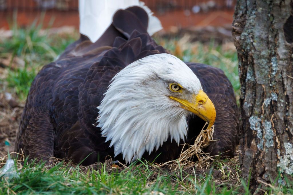 bald eagle on the ground