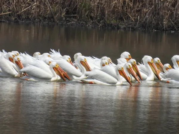 American White Pelicans floating on the Yahara River in Stoughton, WI. thumbnail