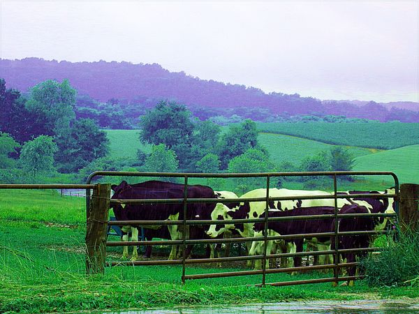 Cows in the Rain thumbnail