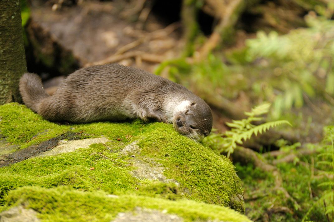 You Wouldn't Want to Cuddle This Giant Prehistoric Otter With a Crushing Bite